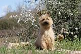 CAIRN TERRIER 099